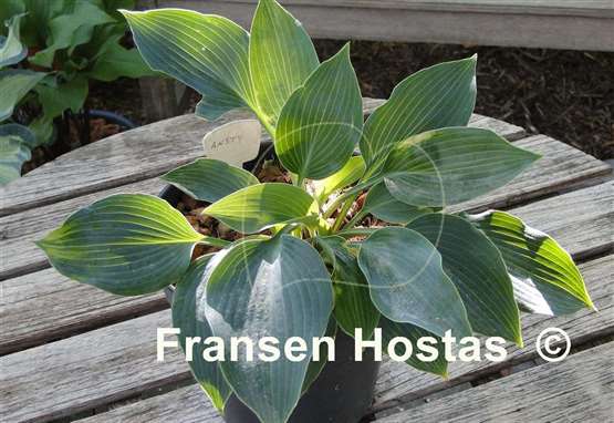 Hosta Ansty